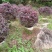 红花继木，福建红花继木种植基地欢迎新老客户来实地考察