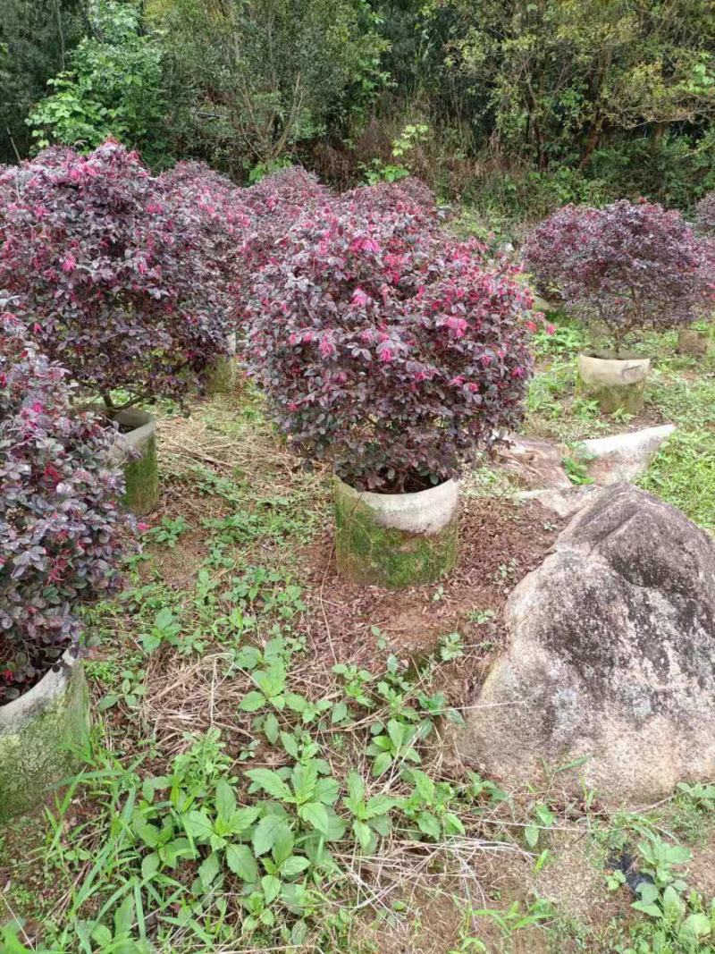 红花继木，福建红花继木种植基地欢迎新老客户来实地考察