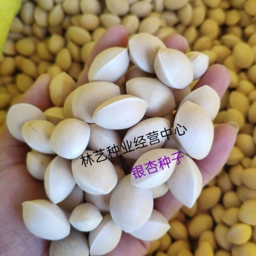 新采银杏种子可食用白果园林绿化可观赏银杏树特级绿化