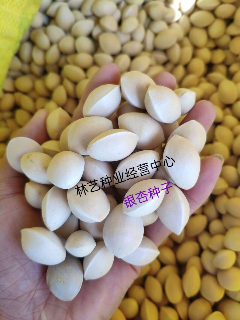 新采银杏种子可食用白果园林绿化可观赏银杏树特级绿化