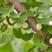 新采银杏种子可食用白果园林绿化可观赏银杏树特级绿化