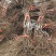 新郁葡萄苗基地直供包成活率死苗免费补发