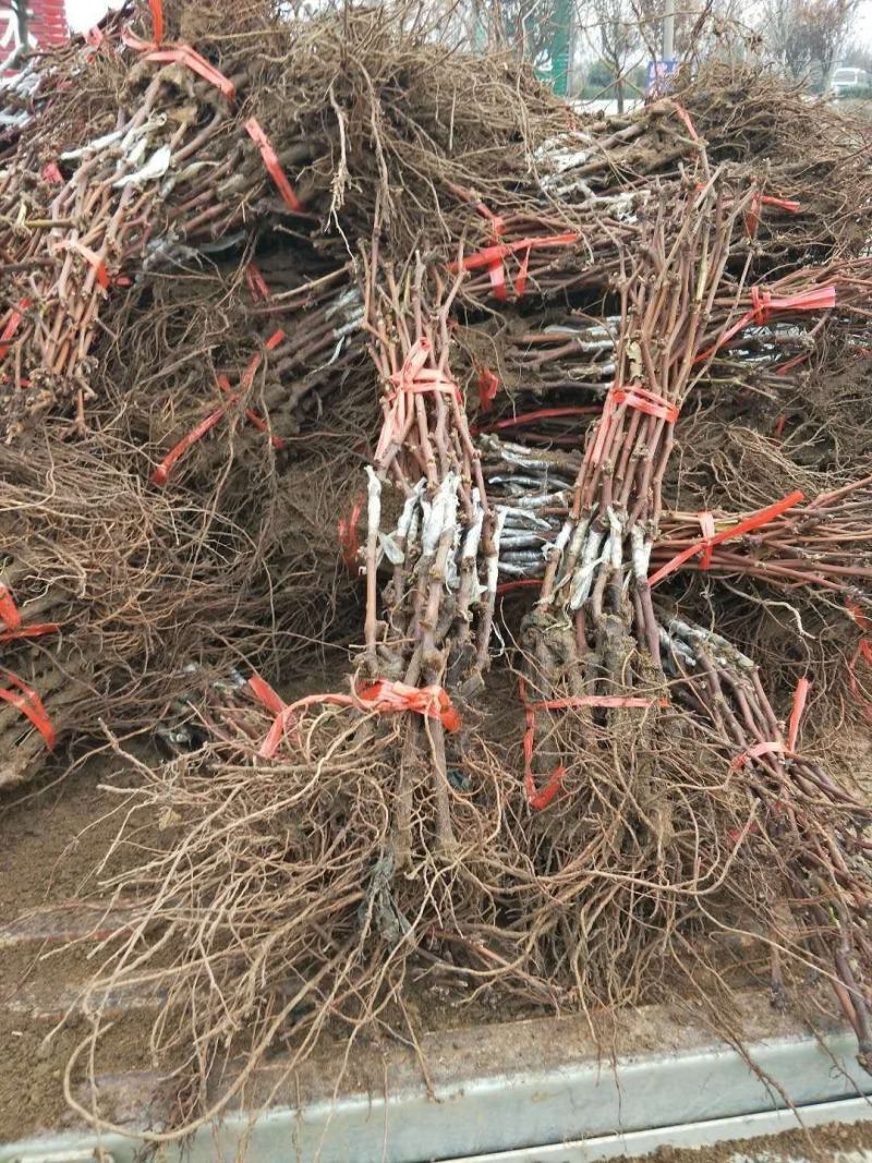 新郁葡萄苗基地直供包成活率死苗免费补发