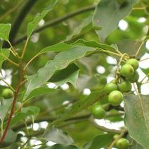 新采香樟树种子优质香樟树种子大叶樟小叶樟种子