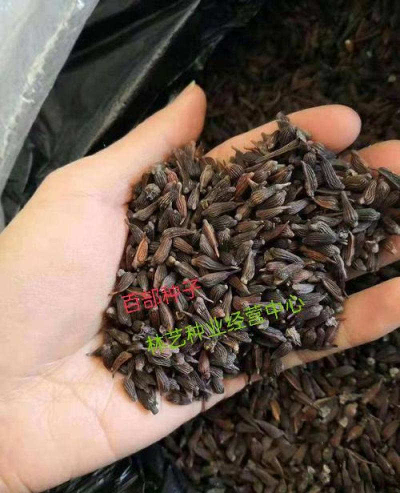 百部种子对叶百部种子高产大百部种苗种子量大优惠