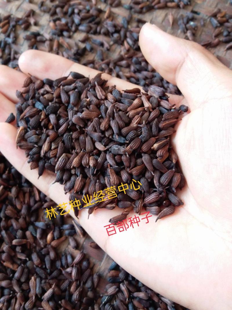 百部种子对叶百部种子高产大百部种苗种子量大优惠