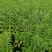 溪黄草