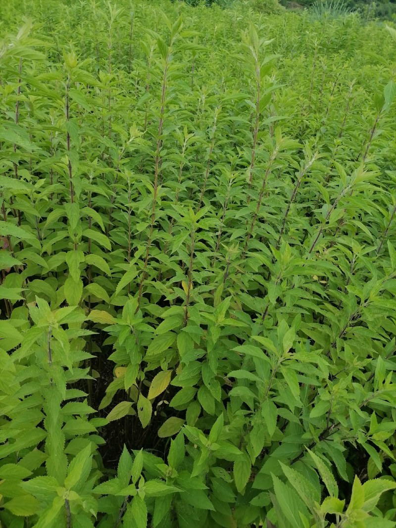 溪黄草
