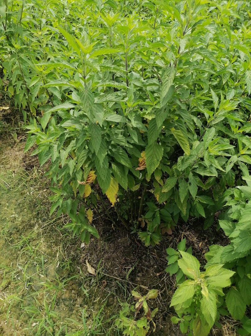 溪黄草