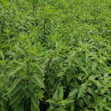 溪黄草