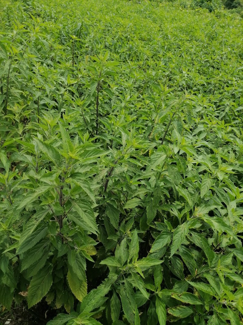 溪黄草