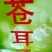 正宗野生苍耳子鼻通鼻苍耳草毛苍子粉中药材炒苍耳辛夷花鹅不