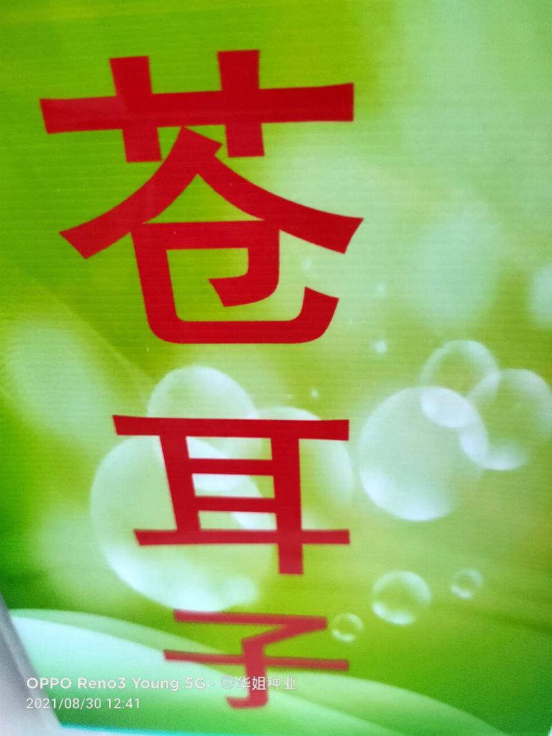 正宗野生苍耳子鼻通鼻苍耳草毛苍子粉中药材炒苍耳辛夷花鹅不