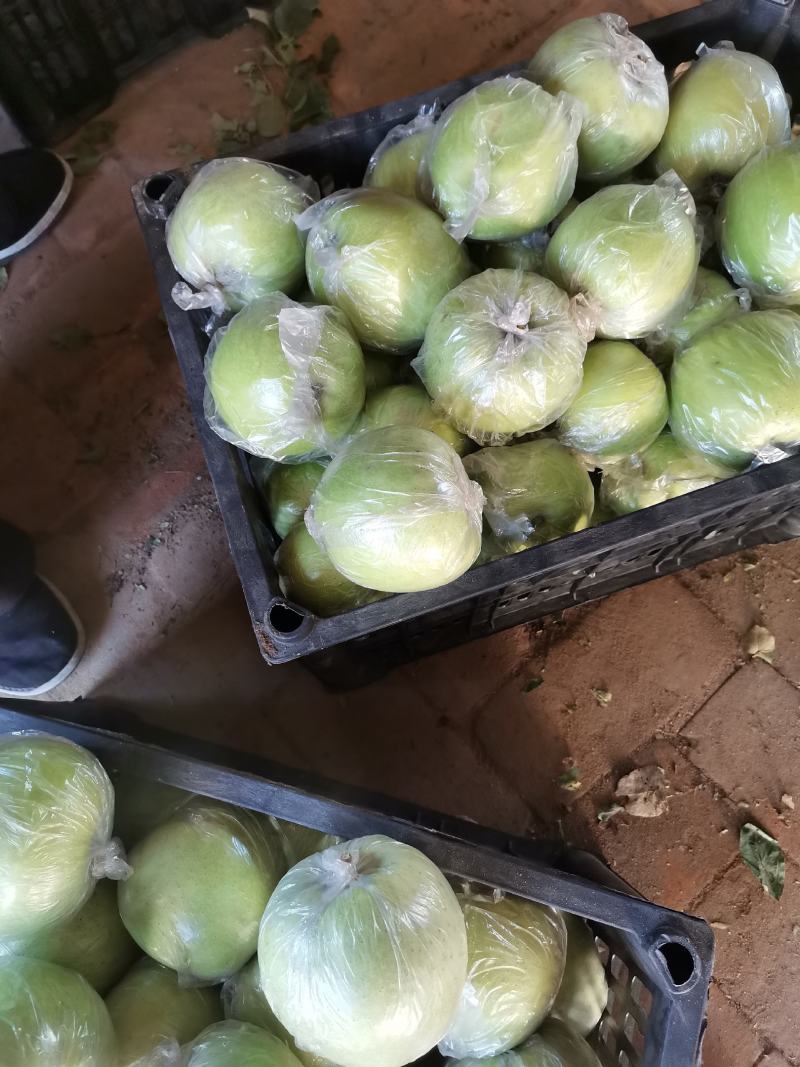 王林苹果，青苹果，口感脆甜，货源充足，质优价廉！