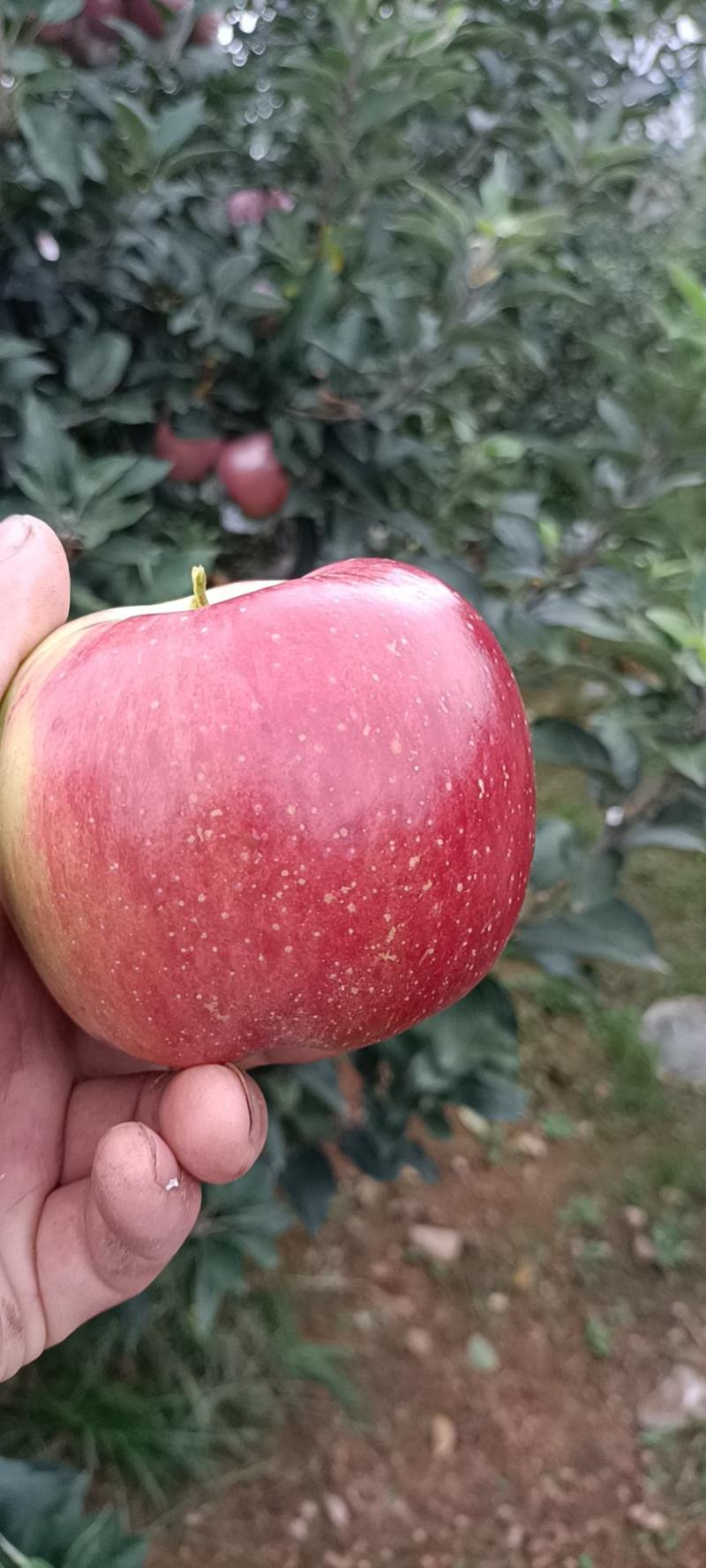 红星苹果中秋王，香味浓郁，馈赠佳品，自己家的果园。