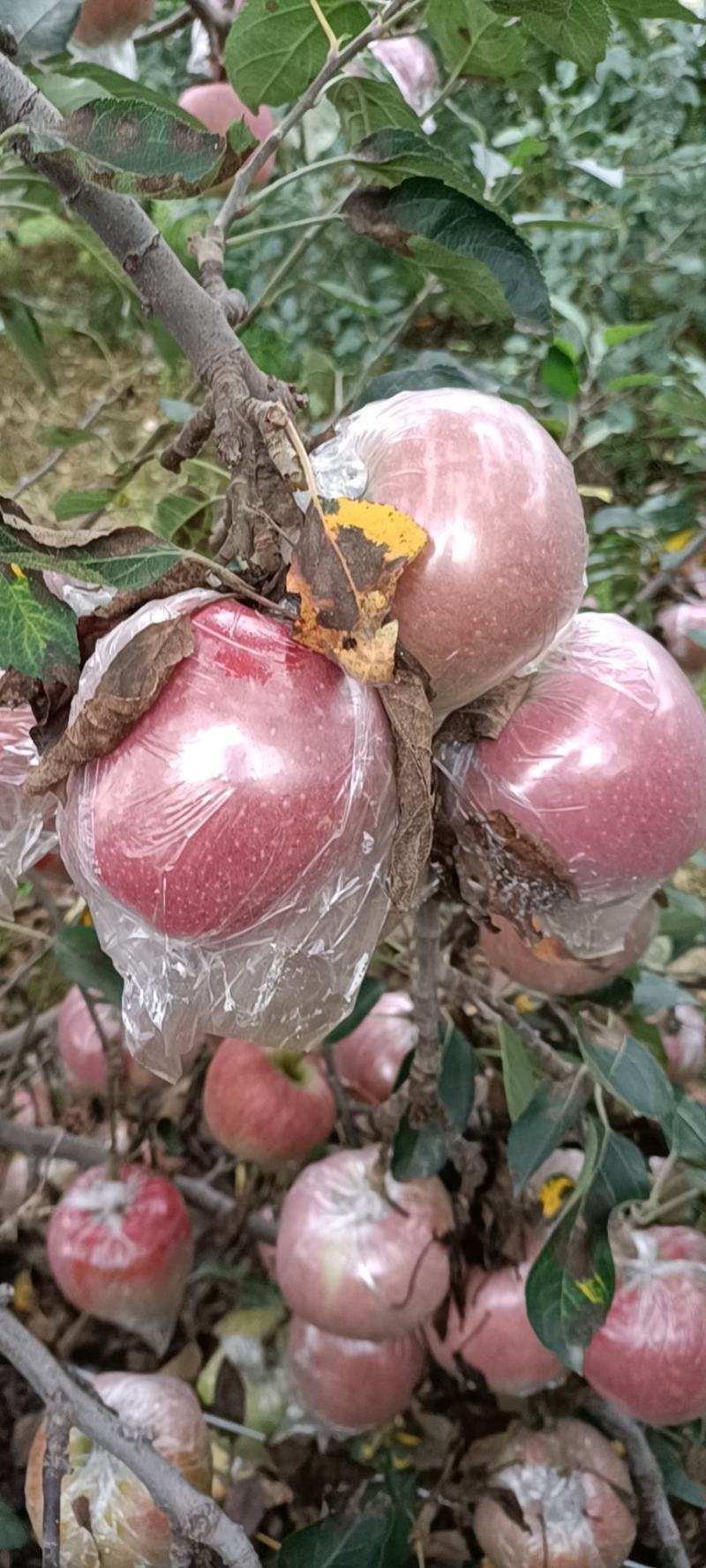 红星苹果中秋王，香味浓郁，馈赠佳品，自己家的果园。