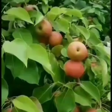 南果梨