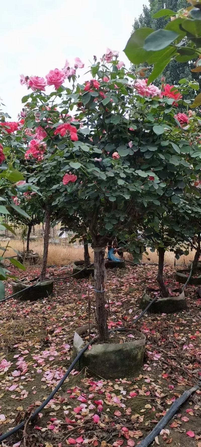南阳市常春月季苗木繁育基地，树状月季，精品，钢管直月季树