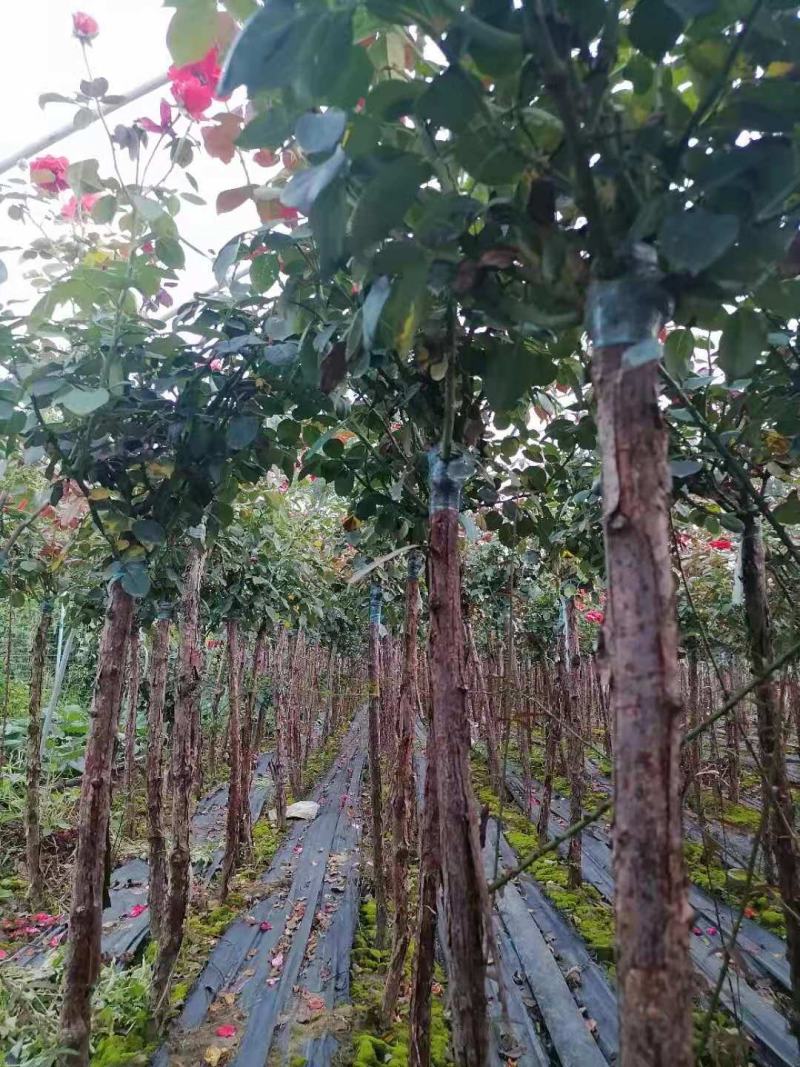 南阳市常春月季苗木繁育基地，树状月季，精品，钢管直月季树