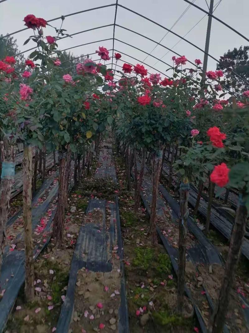 南阳市常春月季苗木繁育基地，树状月季，精品，钢管直月季树