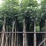 4-5-6-7公分洋红风铃木红花风铃木