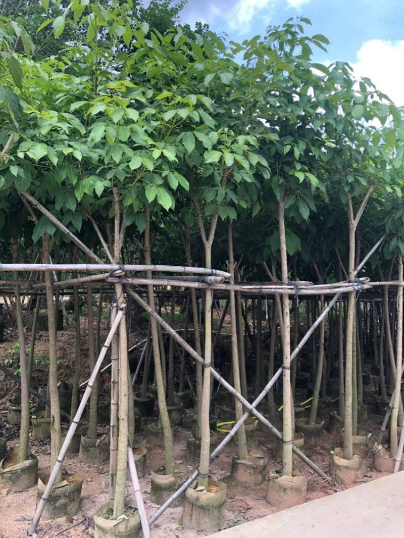 4-5-6-7公分洋红风铃木红花风铃木
