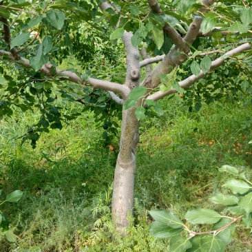 海棠果树，123小苹果，梨树，苹果树