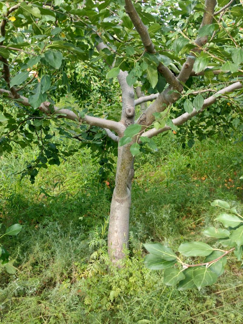 海棠果树，123小苹果，梨树，苹果树