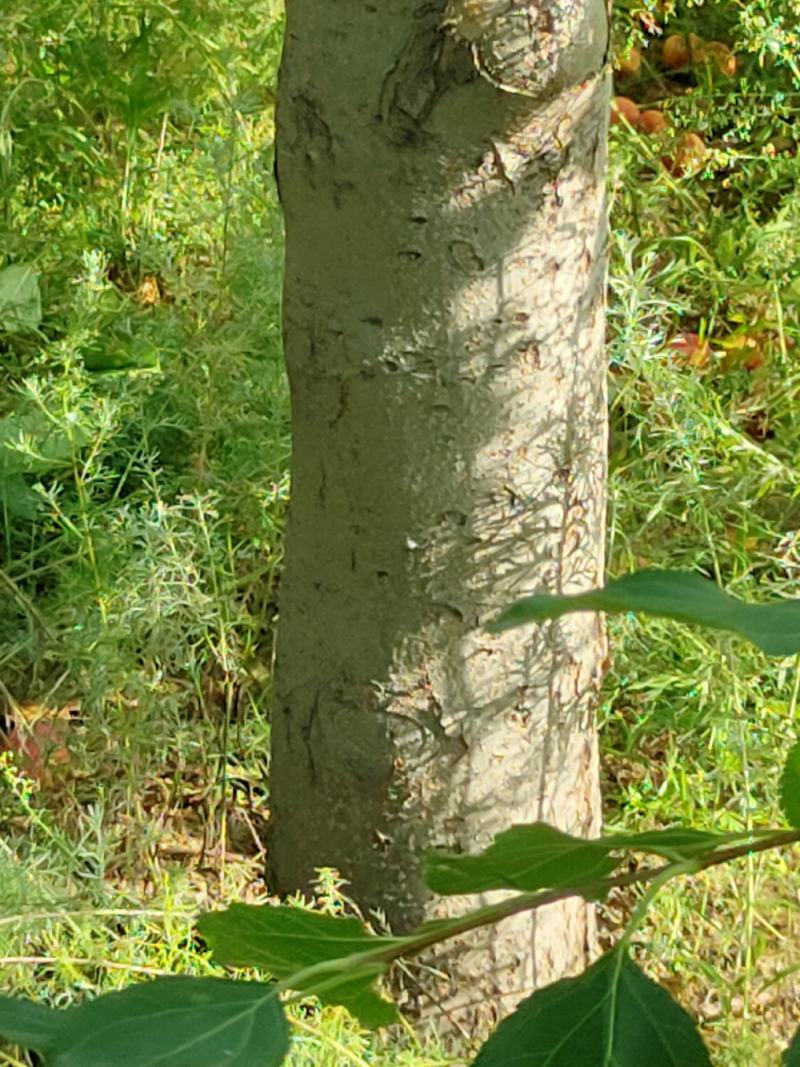 海棠果树，123小苹果，梨树，苹果树