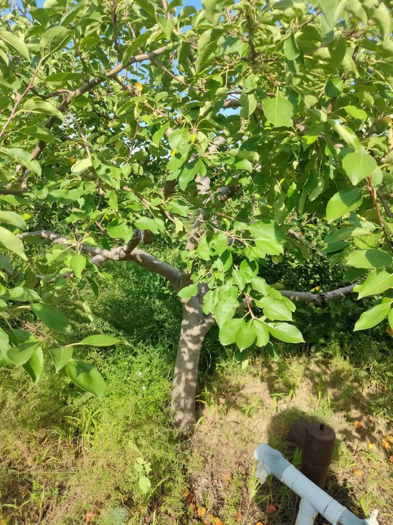 海棠果树，123小苹果，梨树，苹果树