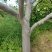 海棠果树，123小苹果，梨树，苹果树