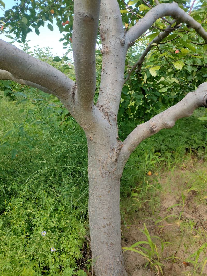 海棠果树，123小苹果，梨树，苹果树