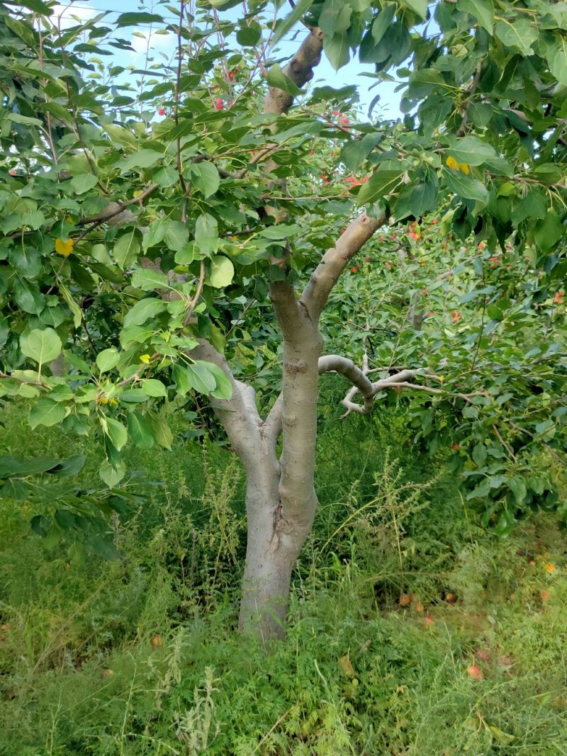 海棠果树，123小苹果，梨树，苹果树