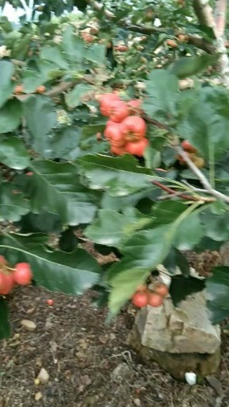 大金星山楂，颜色鲜艳，口味酸甜，果园直供，一手货源，
