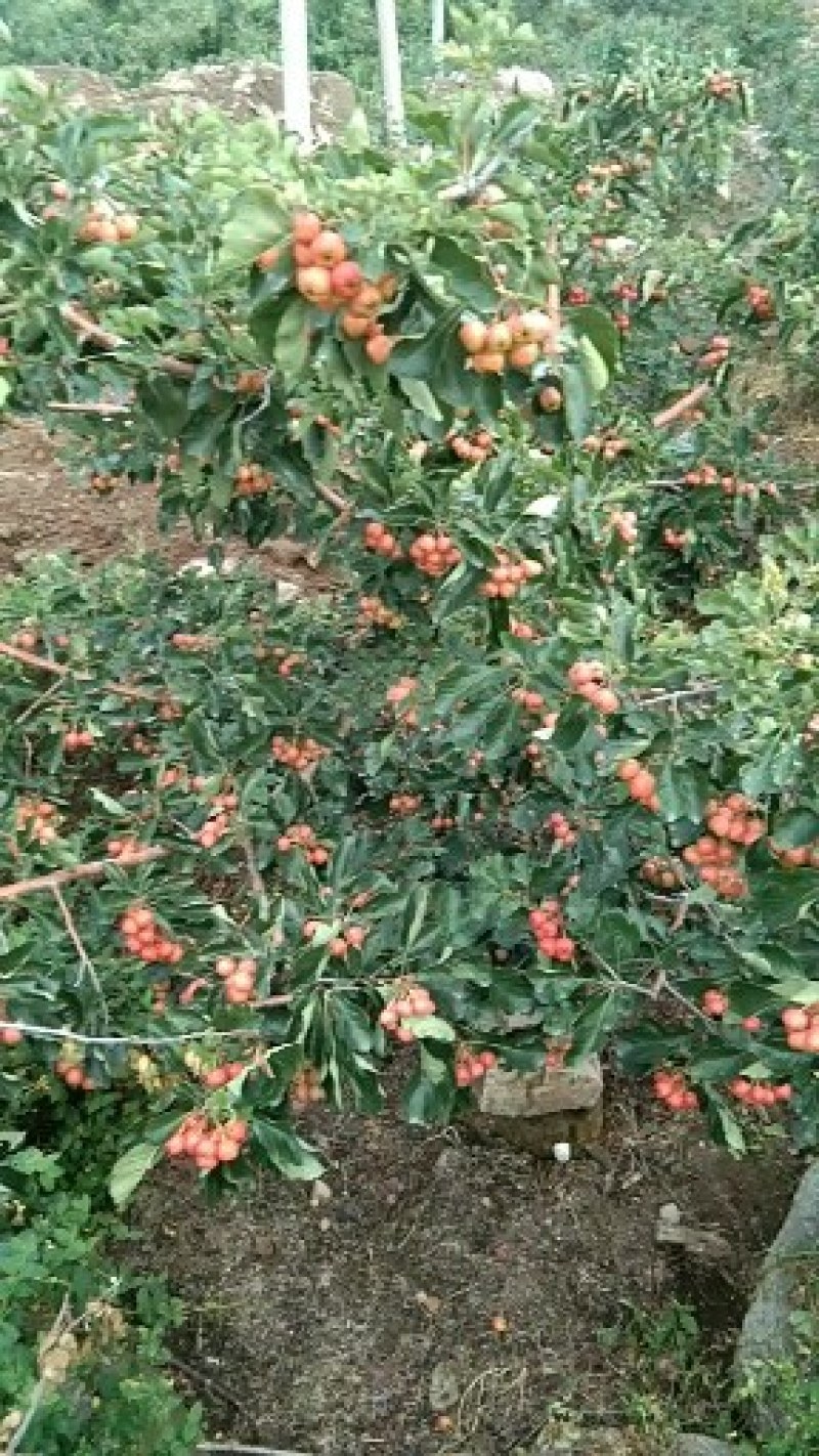大金星山楂，颜色鲜艳，口味酸甜，果园直供，一手货源，