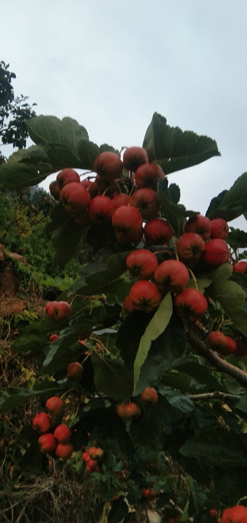 大金星山楂，颜色鲜艳，口味酸甜，果园直供，一手货源，