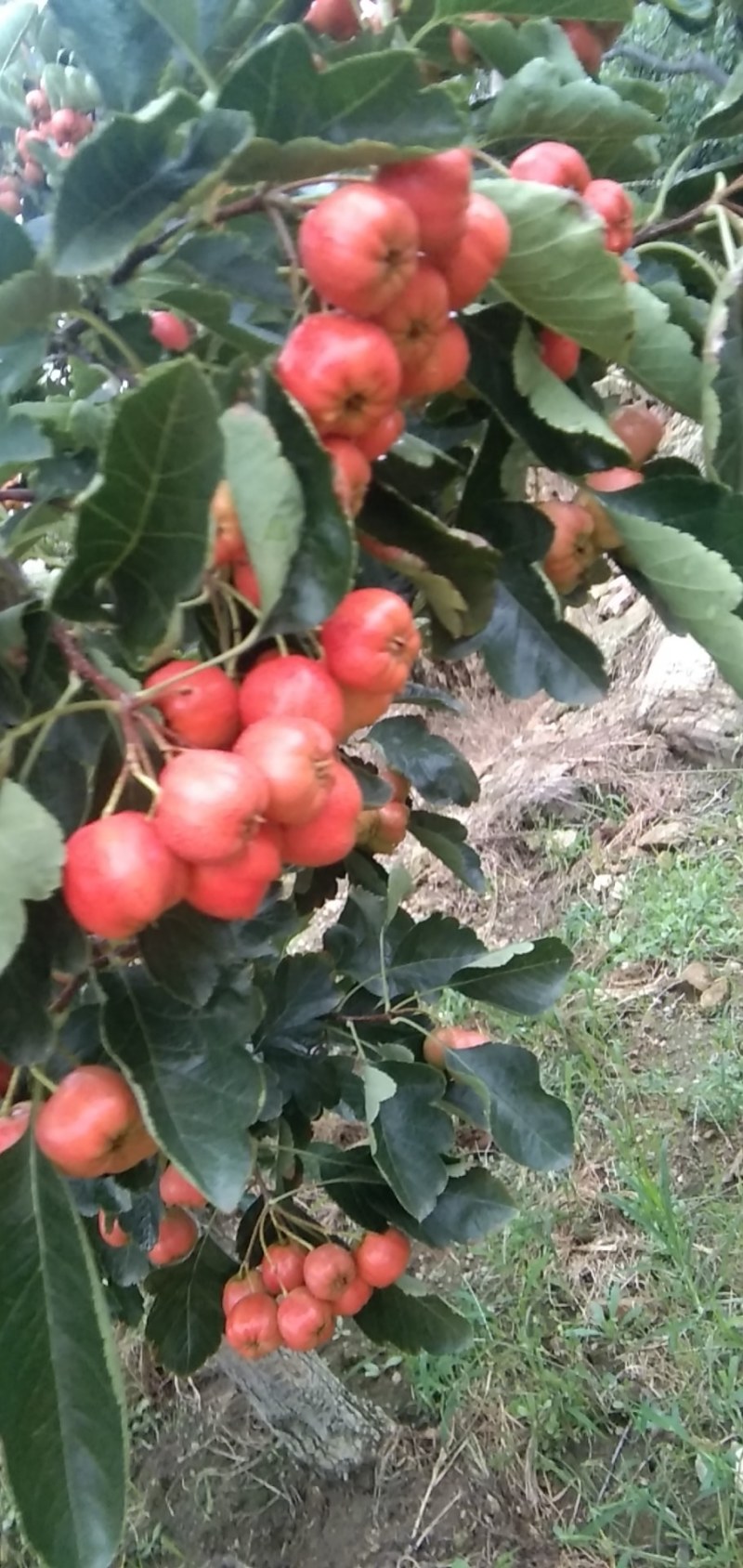 大金星山楂，颜色鲜艳，口味酸甜，果园直供，一手货源，