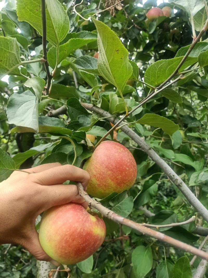 《山东苹果》费县红星苹果，颜色红，口感甜，产地直供代发