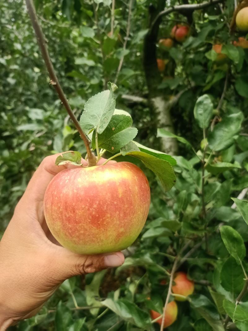 《山东苹果》费县红星苹果，颜色红，口感甜，产地直供代发