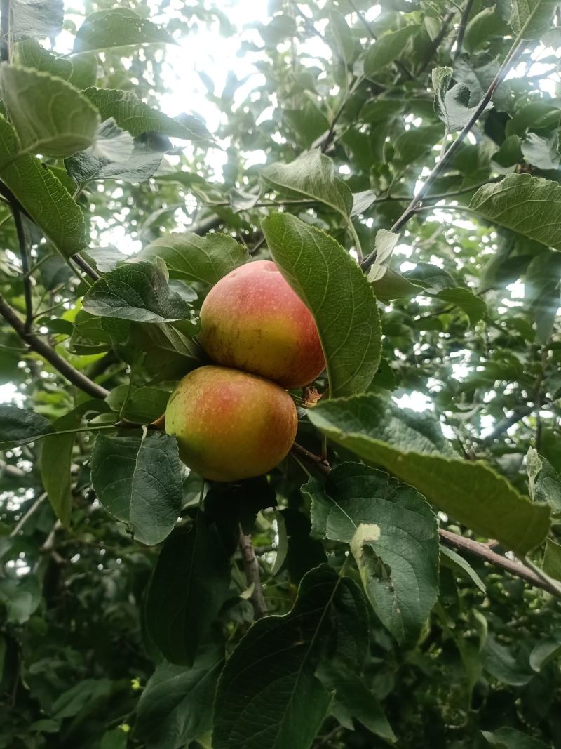 《山东苹果》费县红星苹果，颜色红，口感甜，产地直供代发