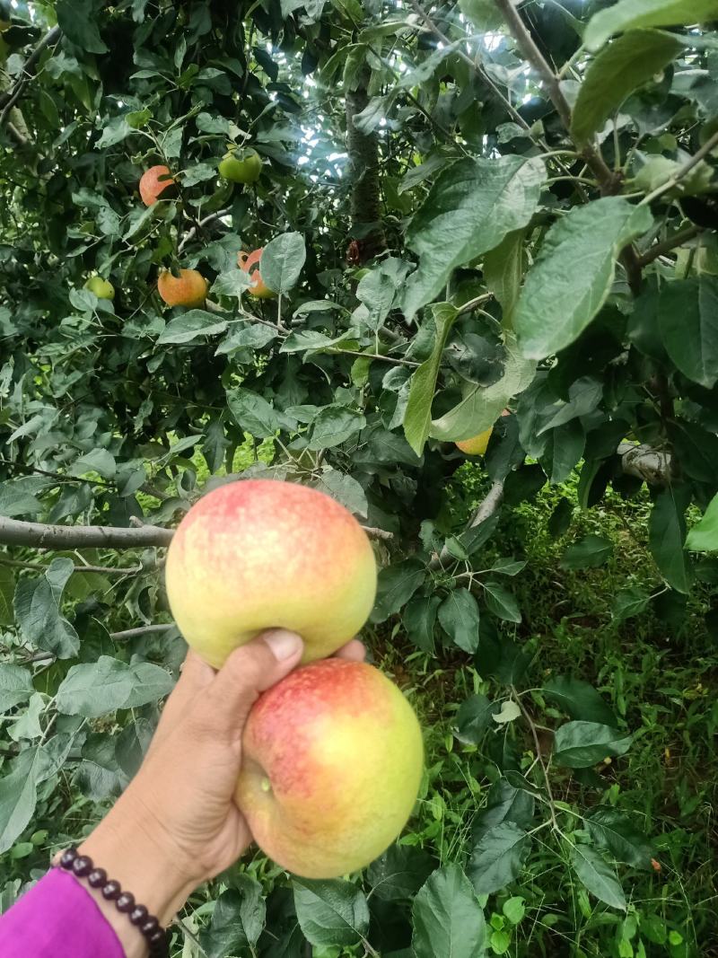 《山东苹果》费县红星苹果，颜色红，口感甜，产地直供代发
