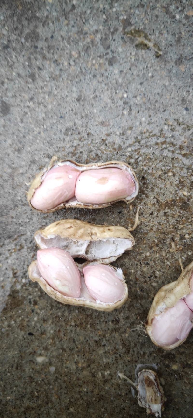 湖北襄阳鲜花生大量上市中，量大从优