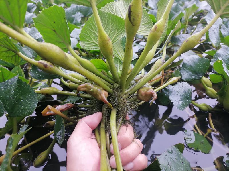 老菱角种子苗池塘水生植物菱角苗种植青菱角种子四季蔬菜红菱