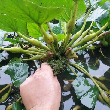 老菱角种子苗池塘水生植物菱角苗种植青菱角种子四季蔬菜红菱