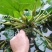 老菱角种子苗池塘水生植物菱角苗种植青菱角种子四季蔬菜红菱