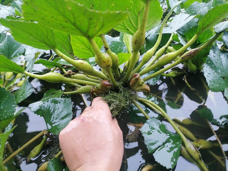 老菱角种子苗池塘水生植物菱角苗种植青菱角种子四季蔬菜红菱