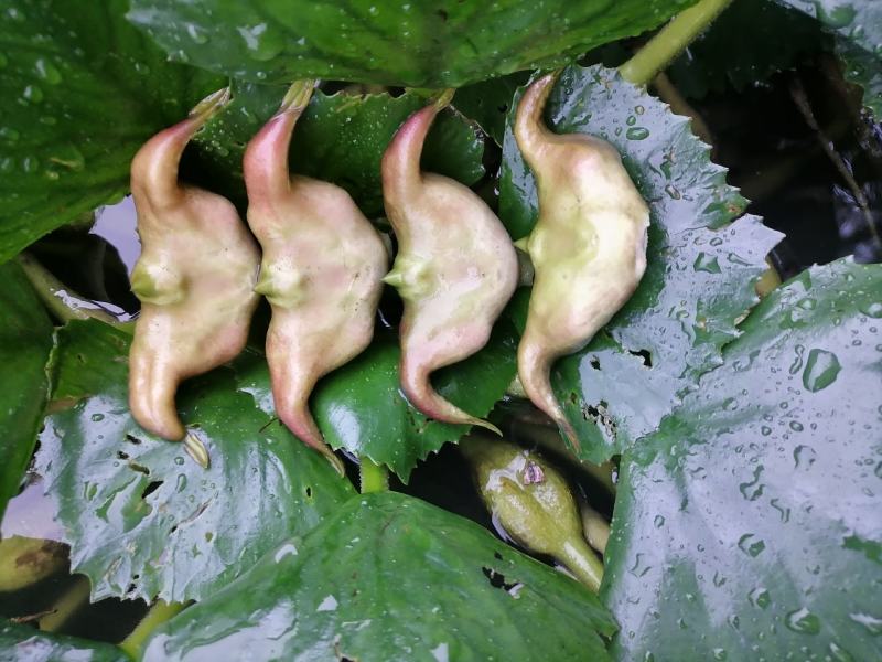 老菱角种子苗池塘水生植物菱角苗种植青菱角种子四季蔬菜红菱