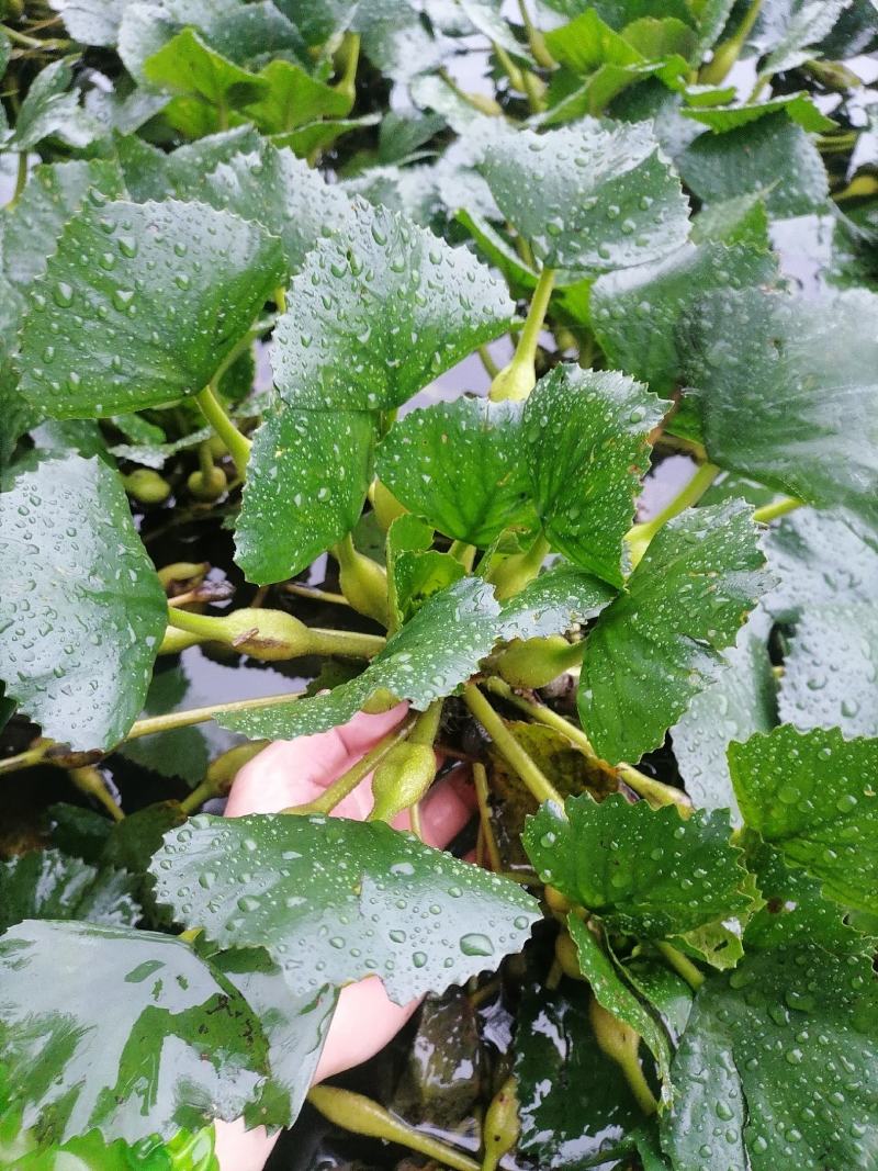 老菱角种子苗池塘水生植物菱角苗种植青菱角种子四季蔬菜红菱