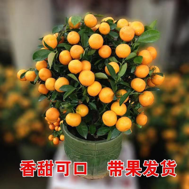 金桔盆栽四季金桔食用观赏室内阳台盆栽地栽带花带果南方北方