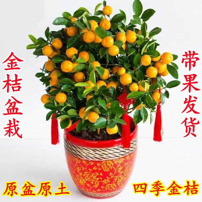 金桔盆栽四季金桔食用观赏室内阳台盆栽地栽带花带果南方北方